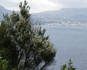 riserva naturale isola di vivara-piante
