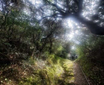 riserva naturale isola di vivara-piante4