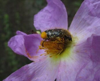 Cistus Creticus Cistus Creticus