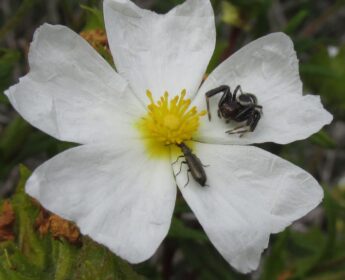 Cistus Monspeliensis Cistus Monspeliensis