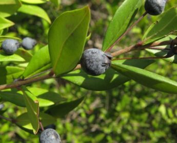 Myrtus Communis Myrtus Communis