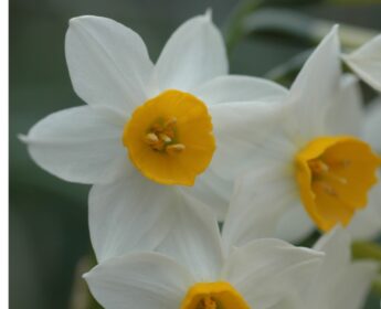 Narcissus Tazetta Narcissus Tazetta