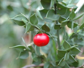 Ruscus Aculeatus Ruscus Aculeatus