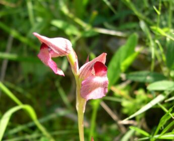 Serapias sp. Serapias sp.