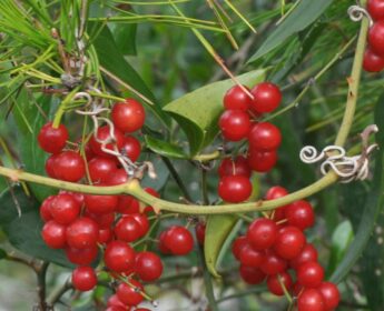 Smilax Aspera Smilax Aspera