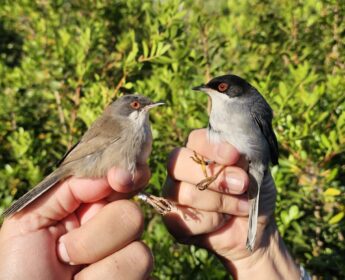 Curruca Melanocephala Occhiocotto
