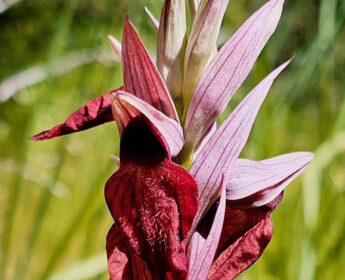 vivara-riserva-naturale-Le orchidee